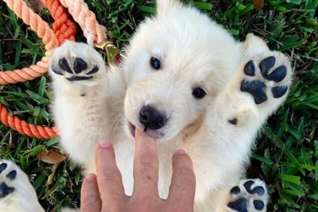 Топ-20 потрясающих фото щенков, которые похожи на медвежат