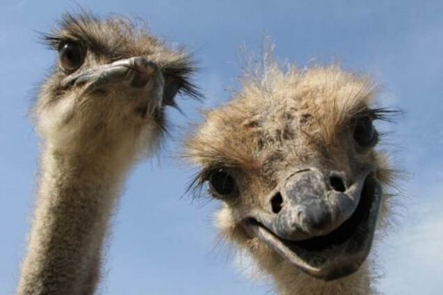 Незабвенные страусы: Луценко высмеял идею Яценюка о референдуме