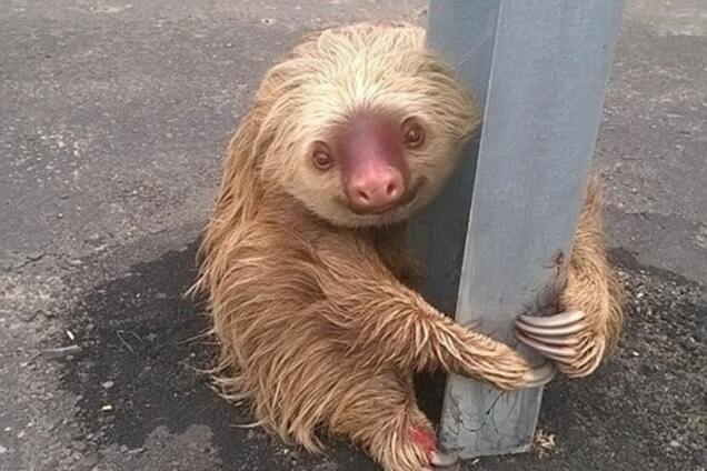Чарівний лінивець, що застряг посеред дороги, став зіркою мережі