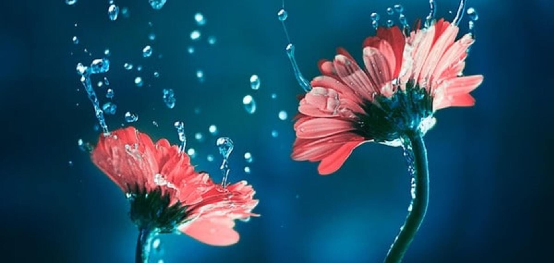 Цветочная магия: потрясающие снимки фотографа из Бангладеш