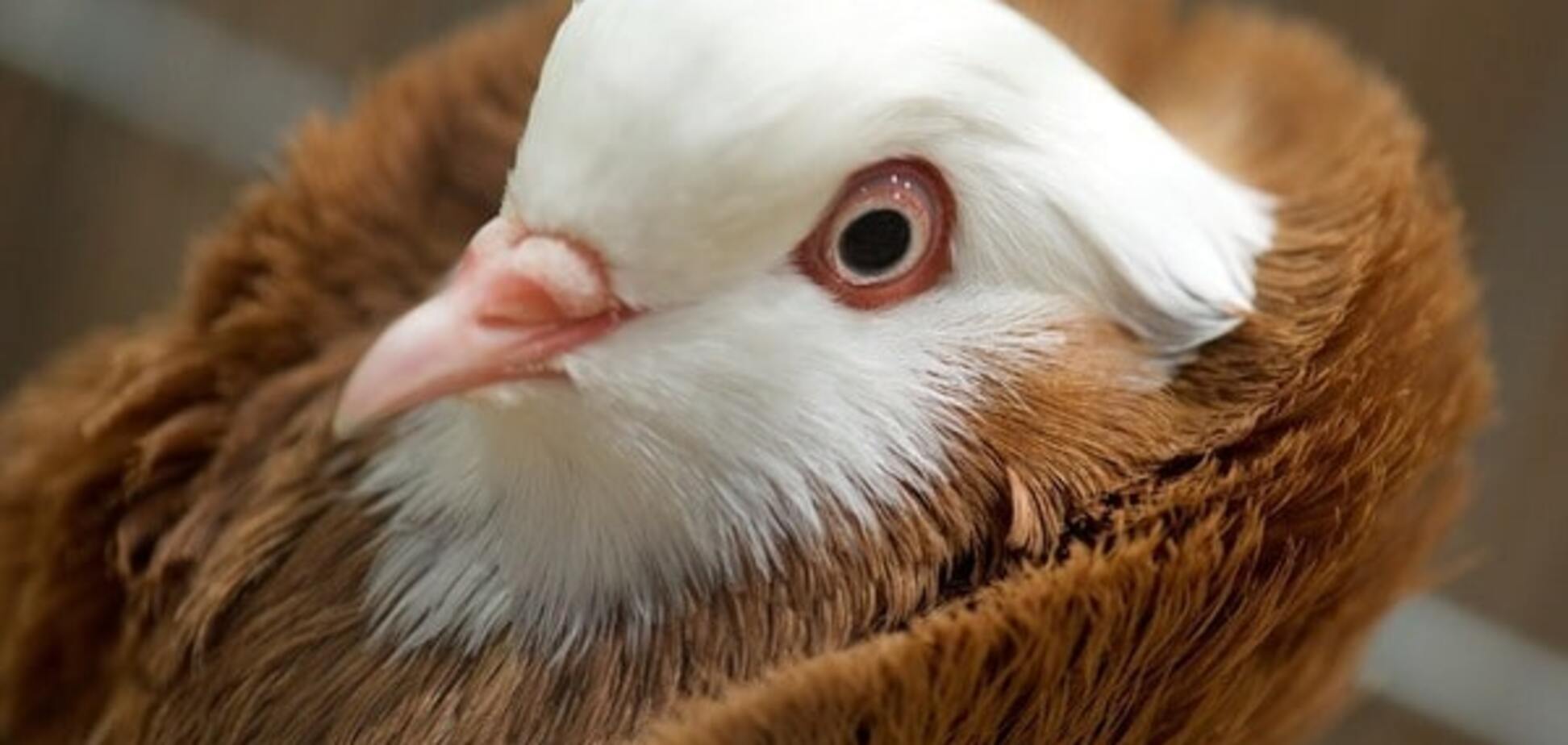 Вчені звинуватили голубів в новому квантовому парадоксі