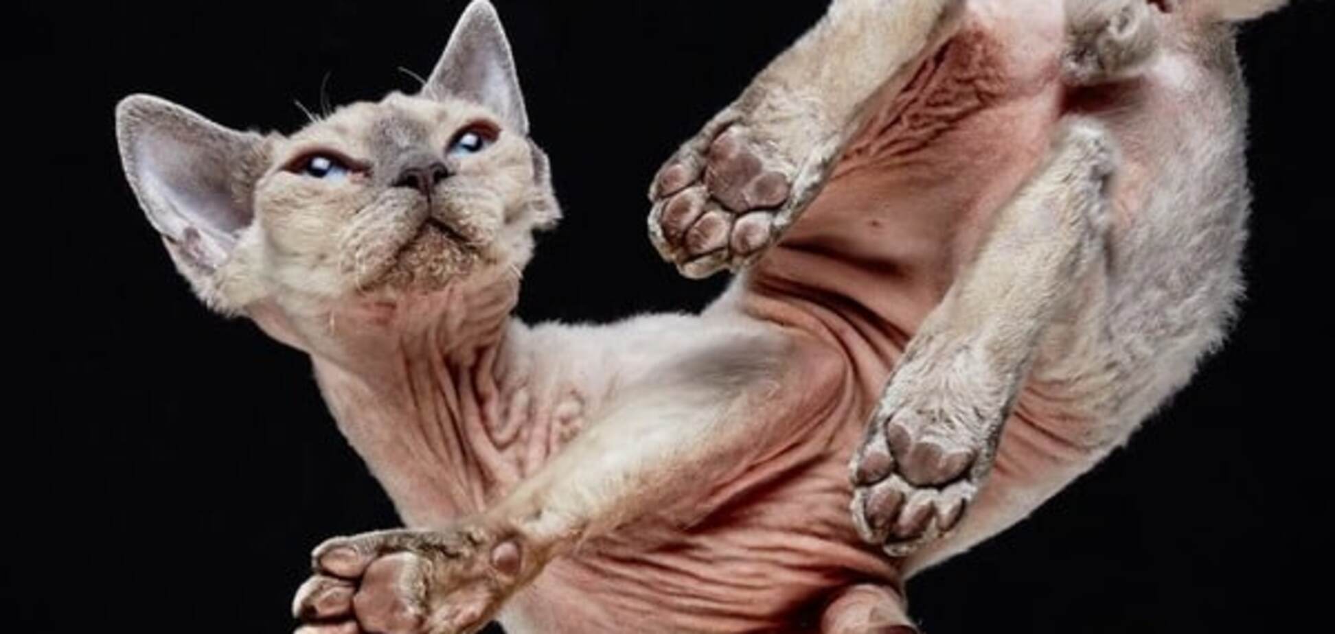 Мир вверх лапами: фотограф сделал забавные снимки кошек снизу