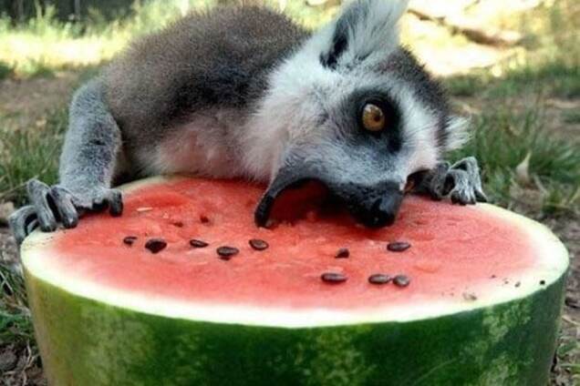 Смешные фото ненасытных животных, которые наслаждаются пищей