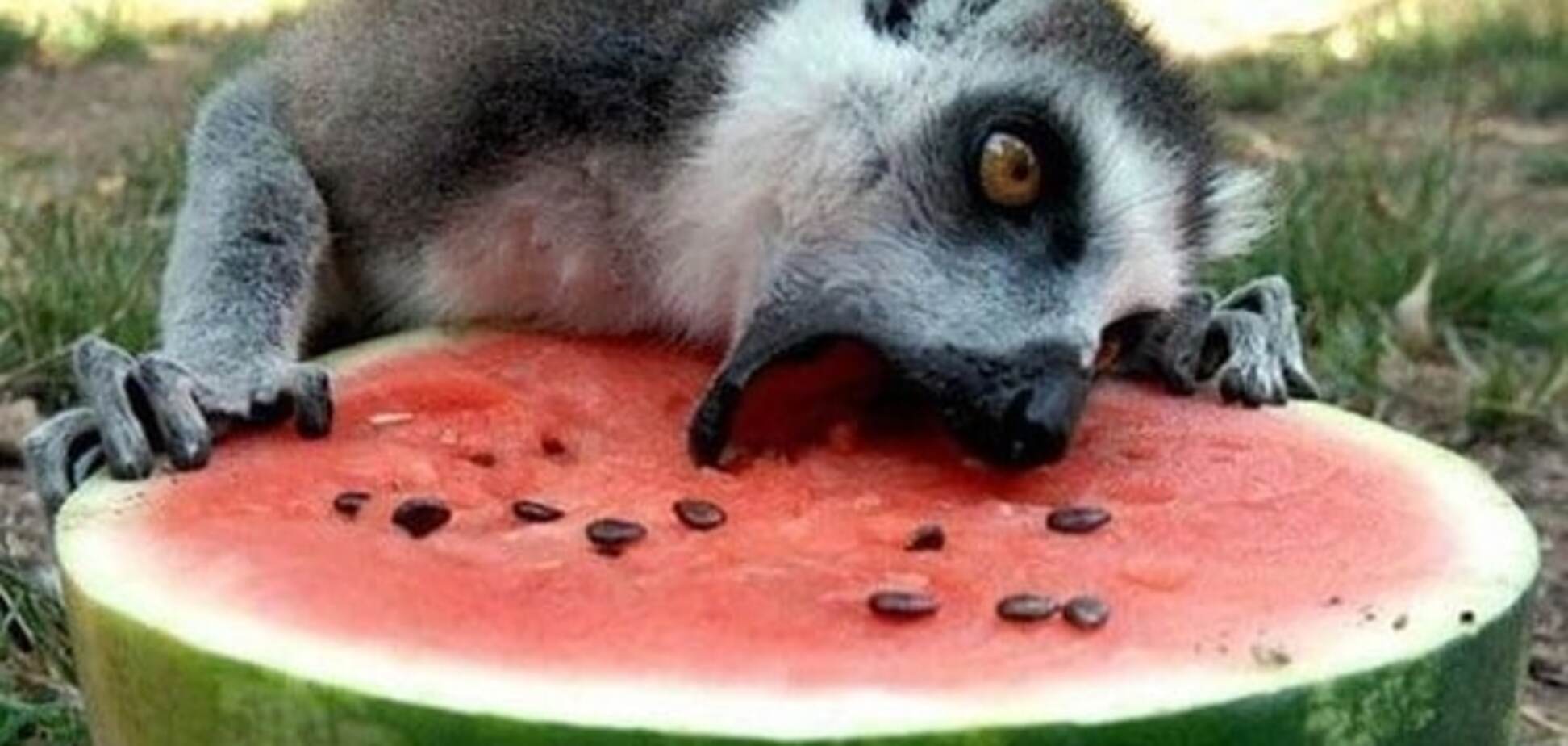 Смешные фото ненасытных животных, которые наслаждаются пищей