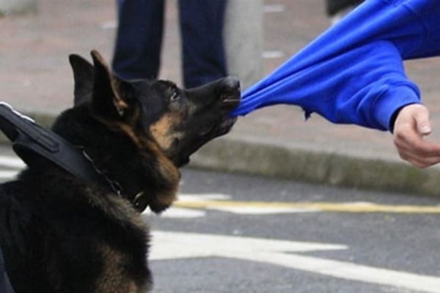 В киевском парке собака жестоко искусала девушку