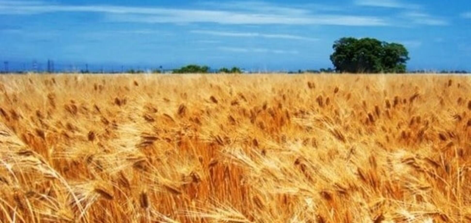 Досягнення вітчизняних аграріїв