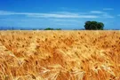 Досягнення вітчизняних аграріїв