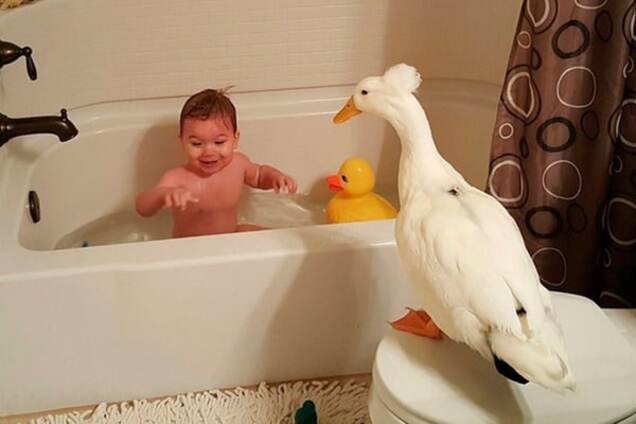 Мальчик и его утка: история необычной дружбы в фото