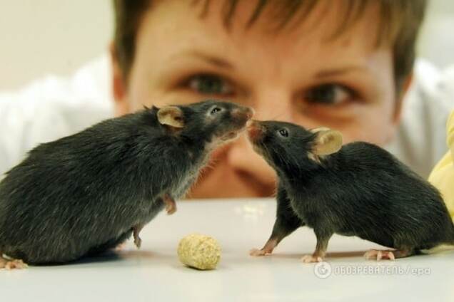 Это невероятно: ученые создали животных без мужской хромосомы