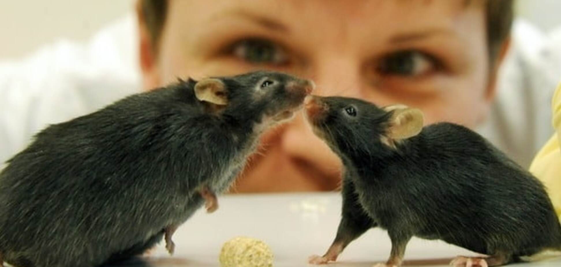 Это невероятно: ученые создали животных без мужской хромосомы