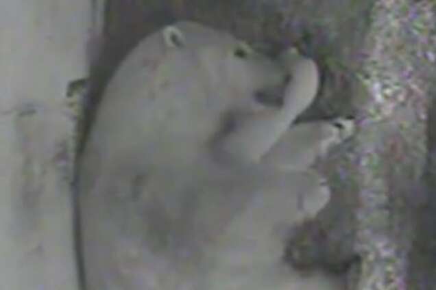 Опубликовано трогательное видео с новорожденным полярным медвежонком