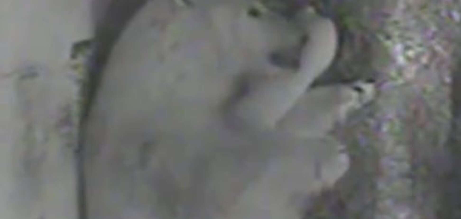 Опубликовано трогательное видео с новорожденным полярным медвежонком 