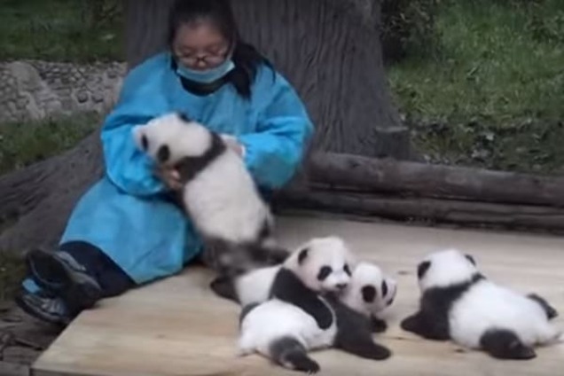 В Китае открылась вакансия: на хорошую зарплату нужны 'обниматели панд'