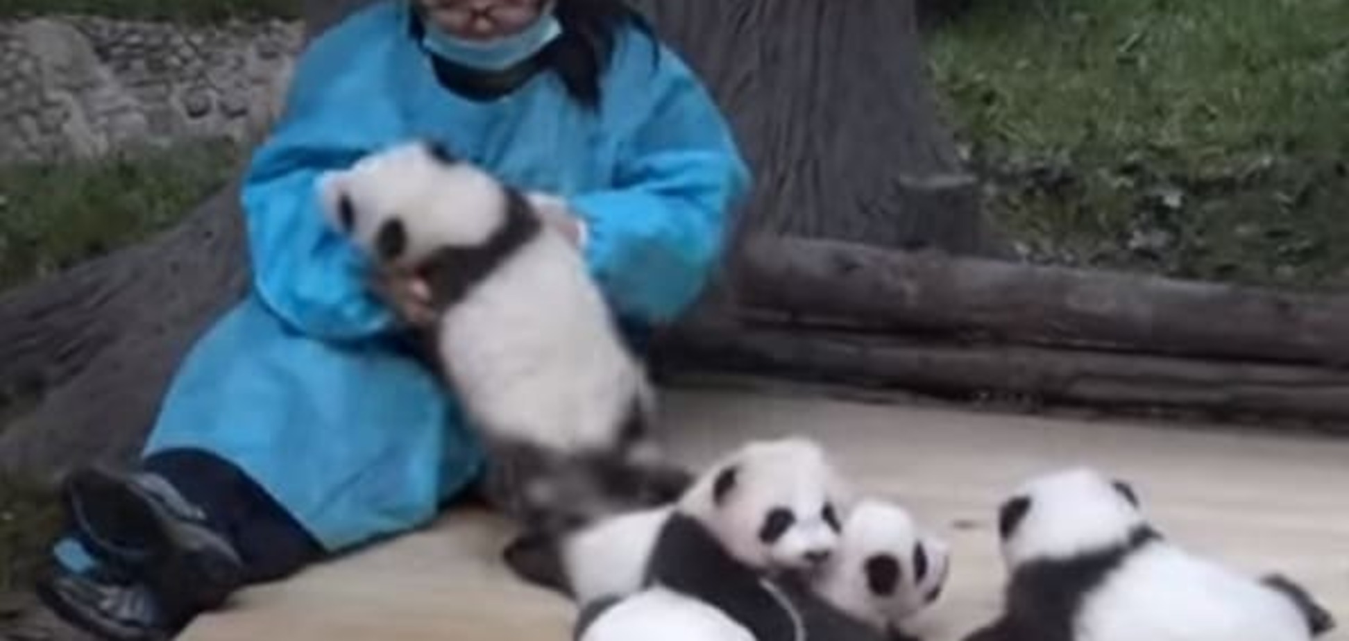 В Китае открылась вакансия: на хорошую зарплату нужны 'обниматели панд'