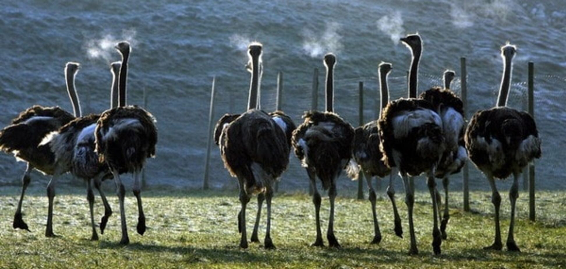 Премия 'Страуса': реакция Вассермана, девочка Лаврова и дорогая жена Яценюка