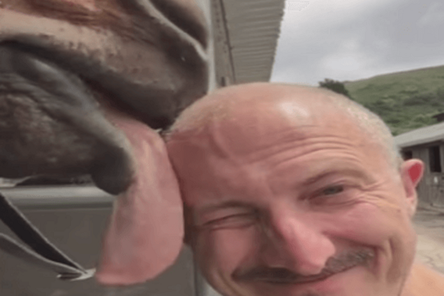 Конь-лизун стал звездой Интернета: видеофакт