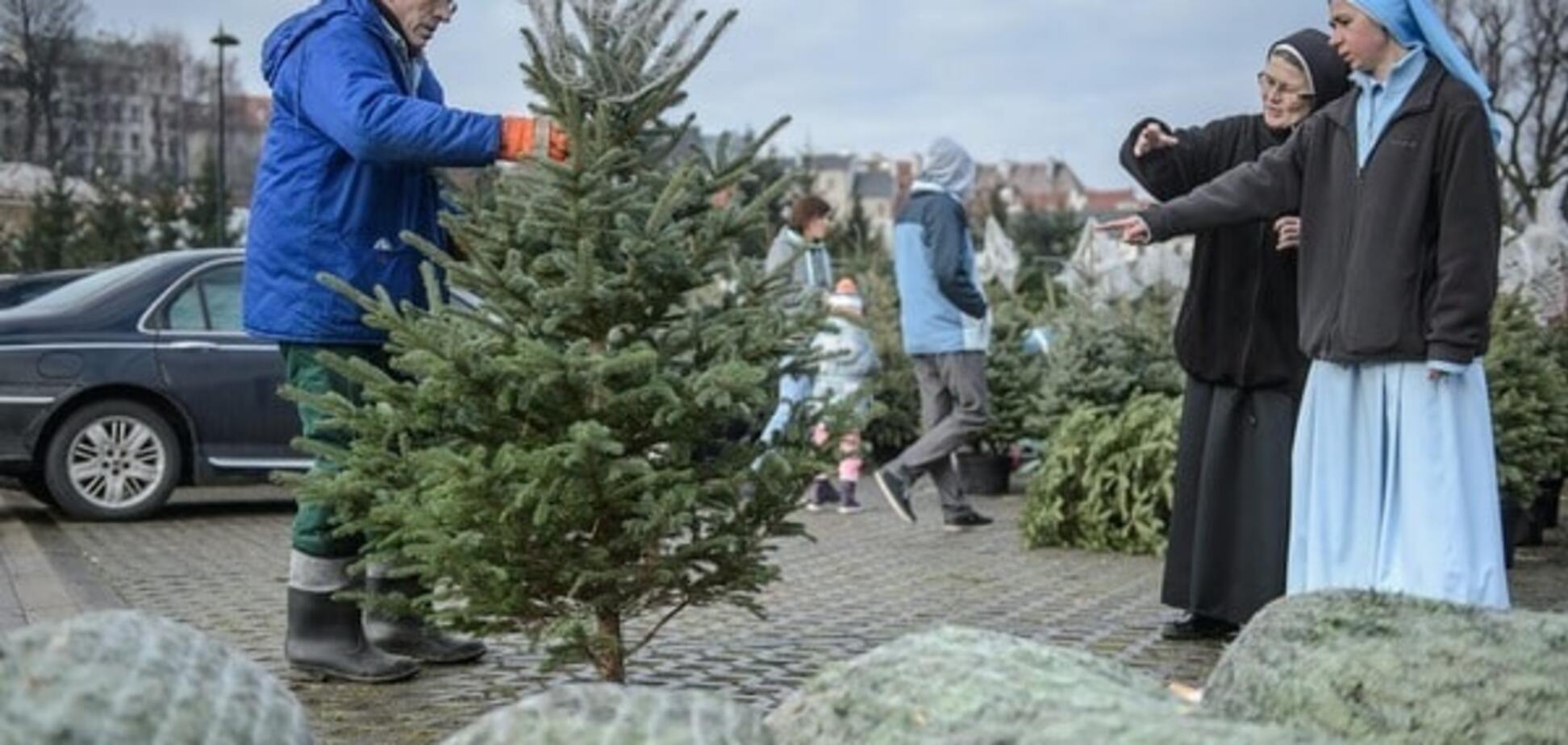Новогодний синдром: 7 причин не выбрасывать елку после праздника