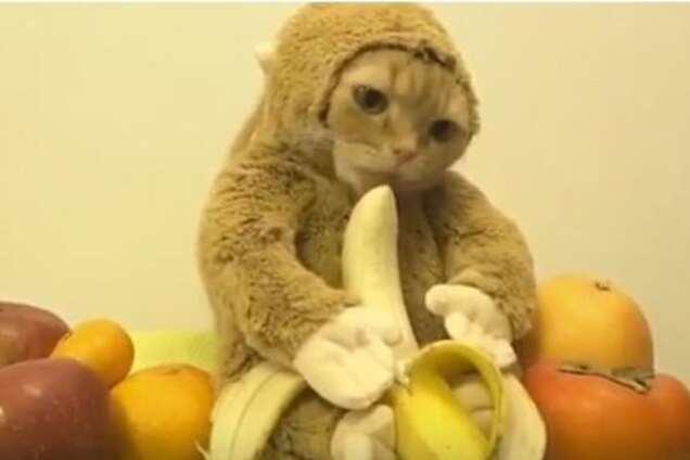 'Кошка-обезьяна' разделила сеть на две враждебные команды