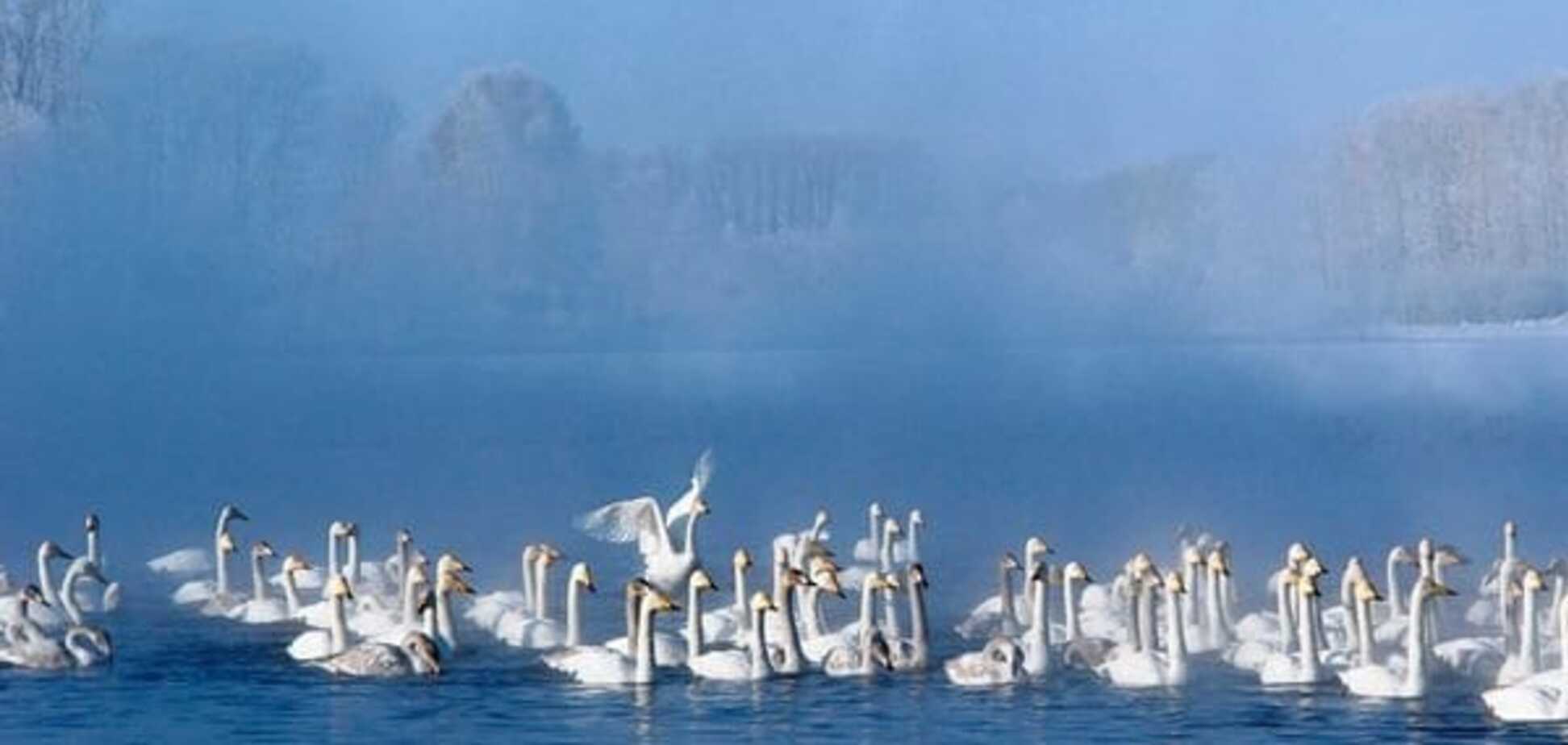 Зоозащитники просят помочь: в Житомирской области лебеди примерзли ко льду 
