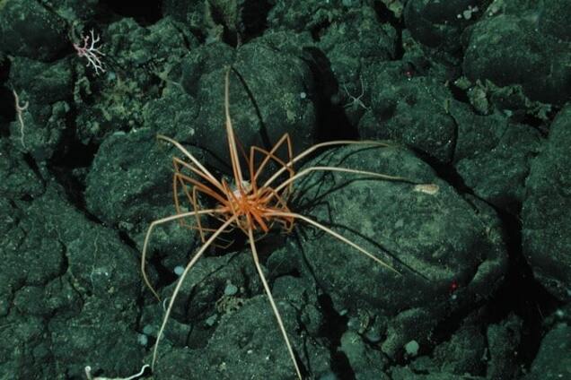 В Антарктиці на дні океану знайшли гігантських павуків