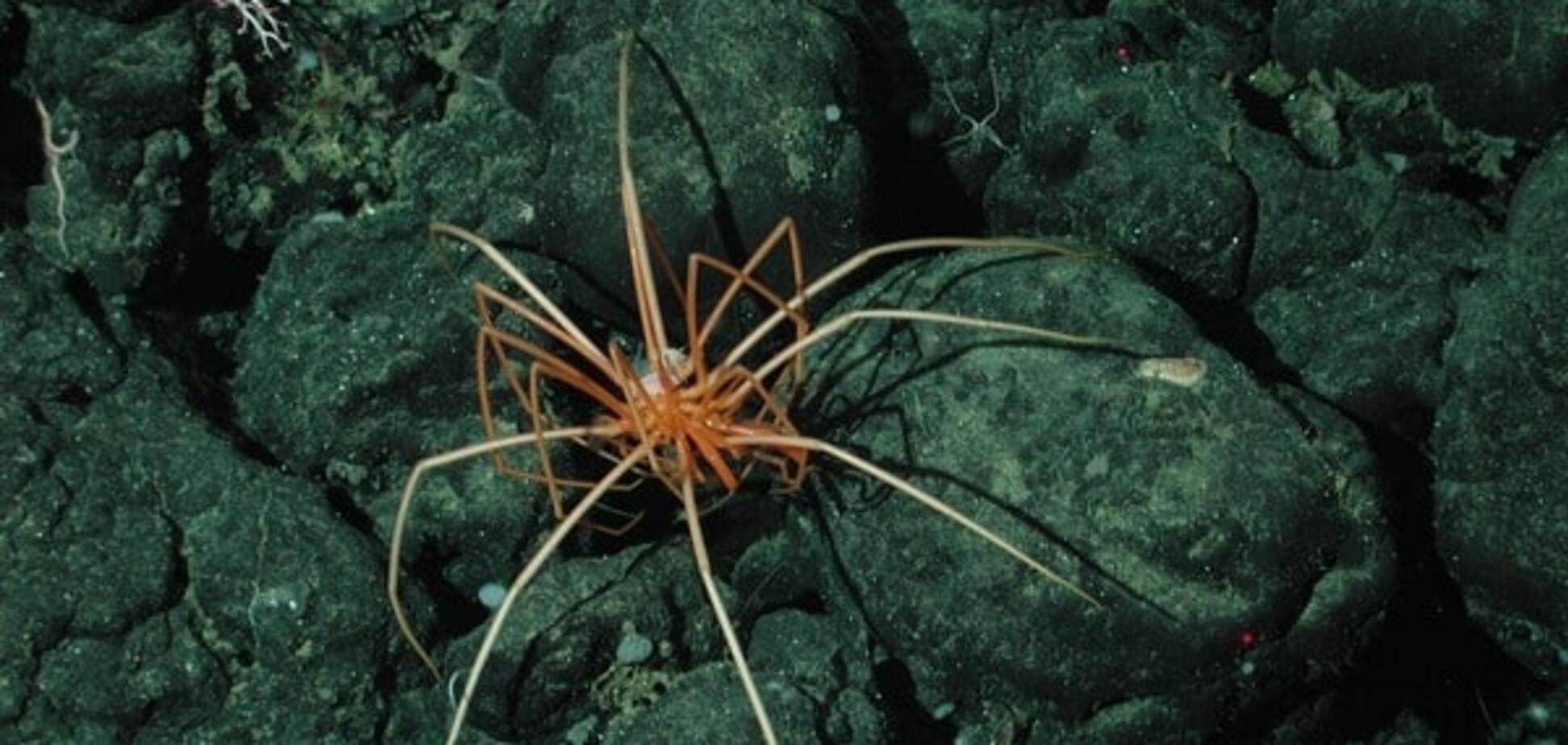 В Арктике на дне океана нашли гигантских пауков