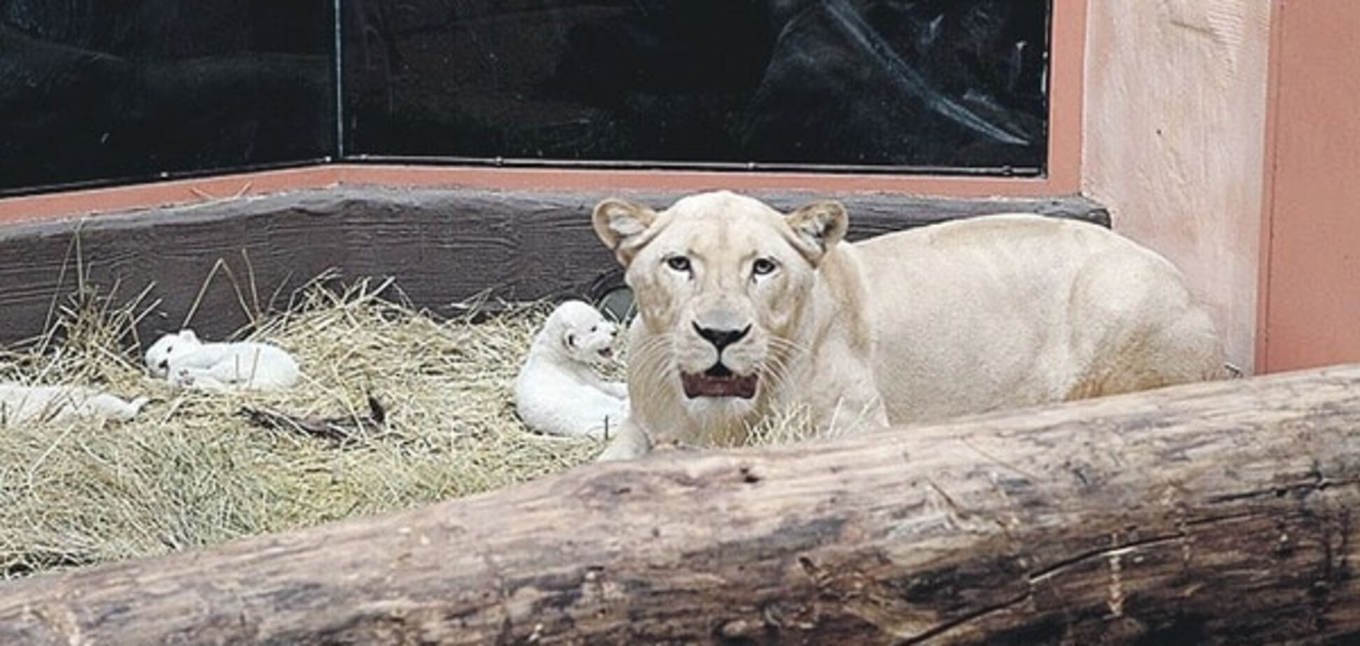 У зоопарку під Києвом народилися незвичайні левенята: опубліковані фото