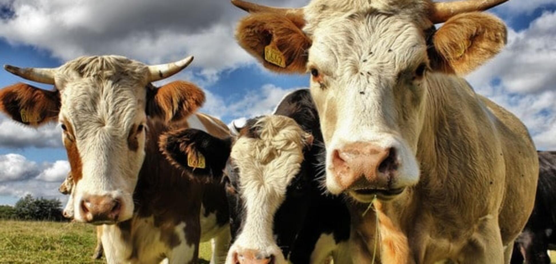 Эти глаза напротив: яркие фото животных, которые смотрят прямо в камеру