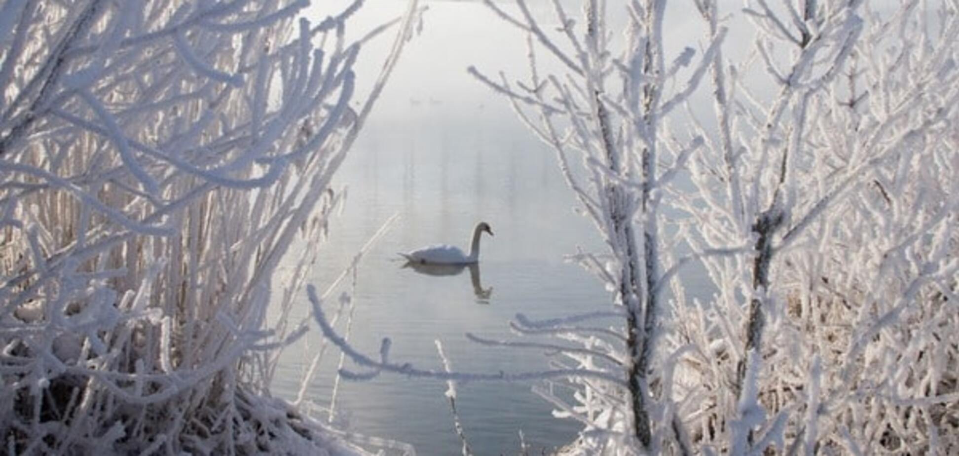 Рожденные в белом: опубликованы лучшие фото лебедей зимой