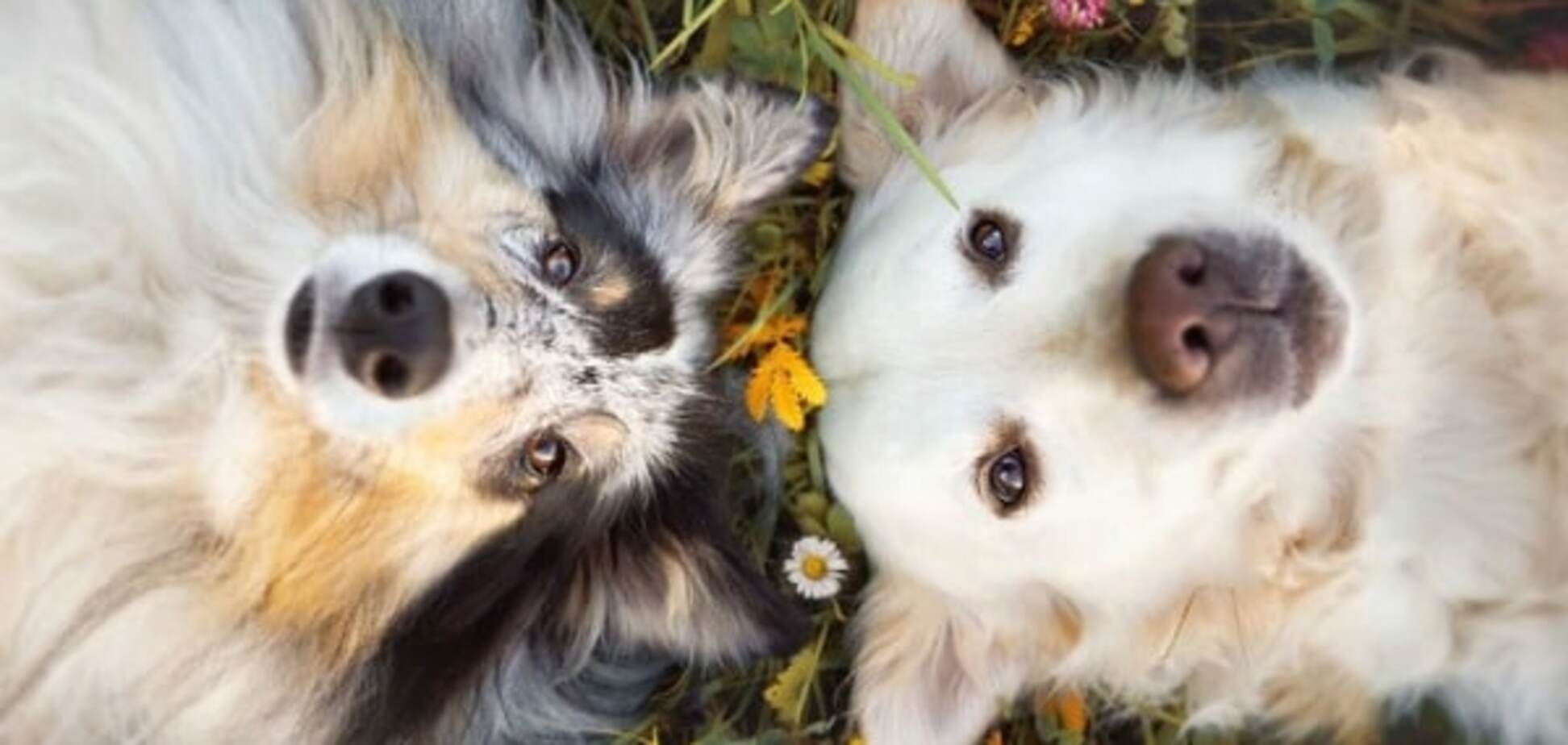 Фотограф делает красочные снимки своей собаки и ее друзей: трогательная подборка