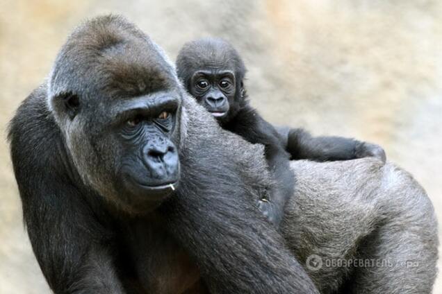Палеонтологи узнали, куда исчезли древние 'Кинг-Конги'