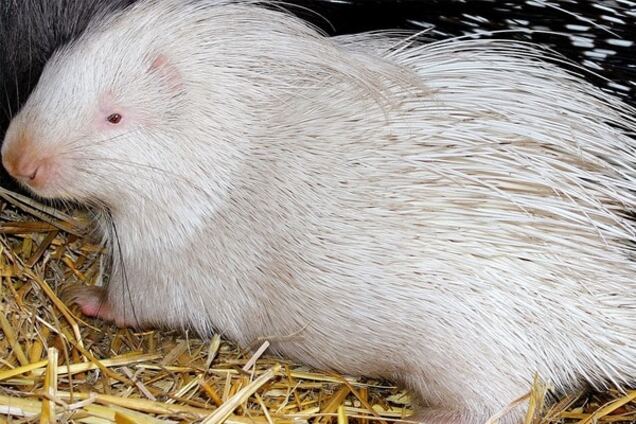 Чудо-зверек: в Харьковском зоопарке родился колючий Снежок. Опубликованы фото и видео