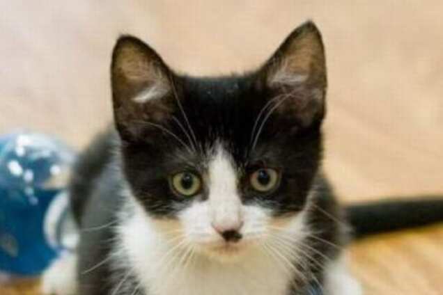 Ученые выяснили, почему появляются коты, похожие на Гитлера