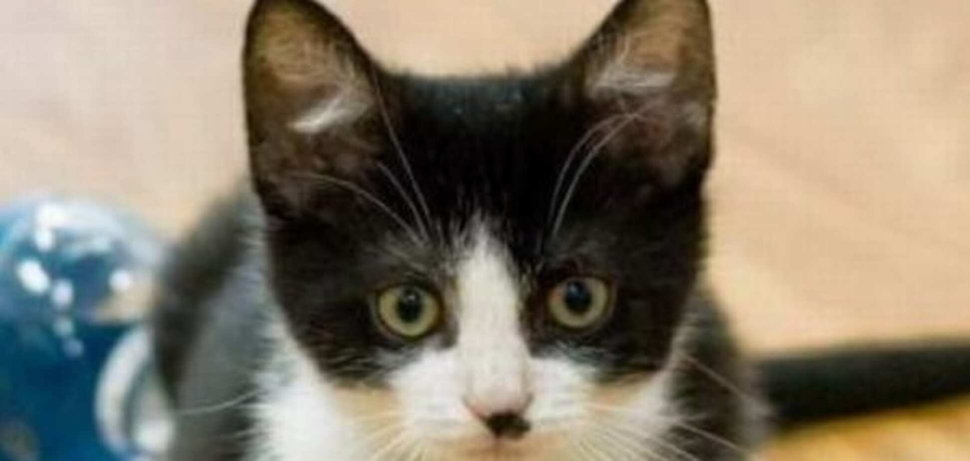 Ученые выяснили, почему появляются коты, похожие на Гитлера 