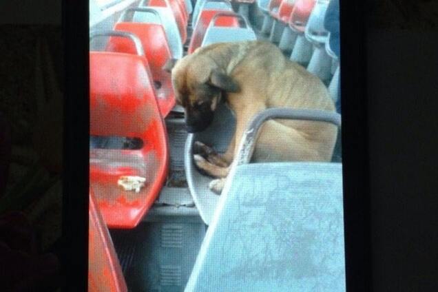 Рождественское чудо в Донецке: уехавшую на трамвае собаку нашли хозяева