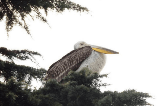 В Ялте на набережной поселился пеликан: фотофакт