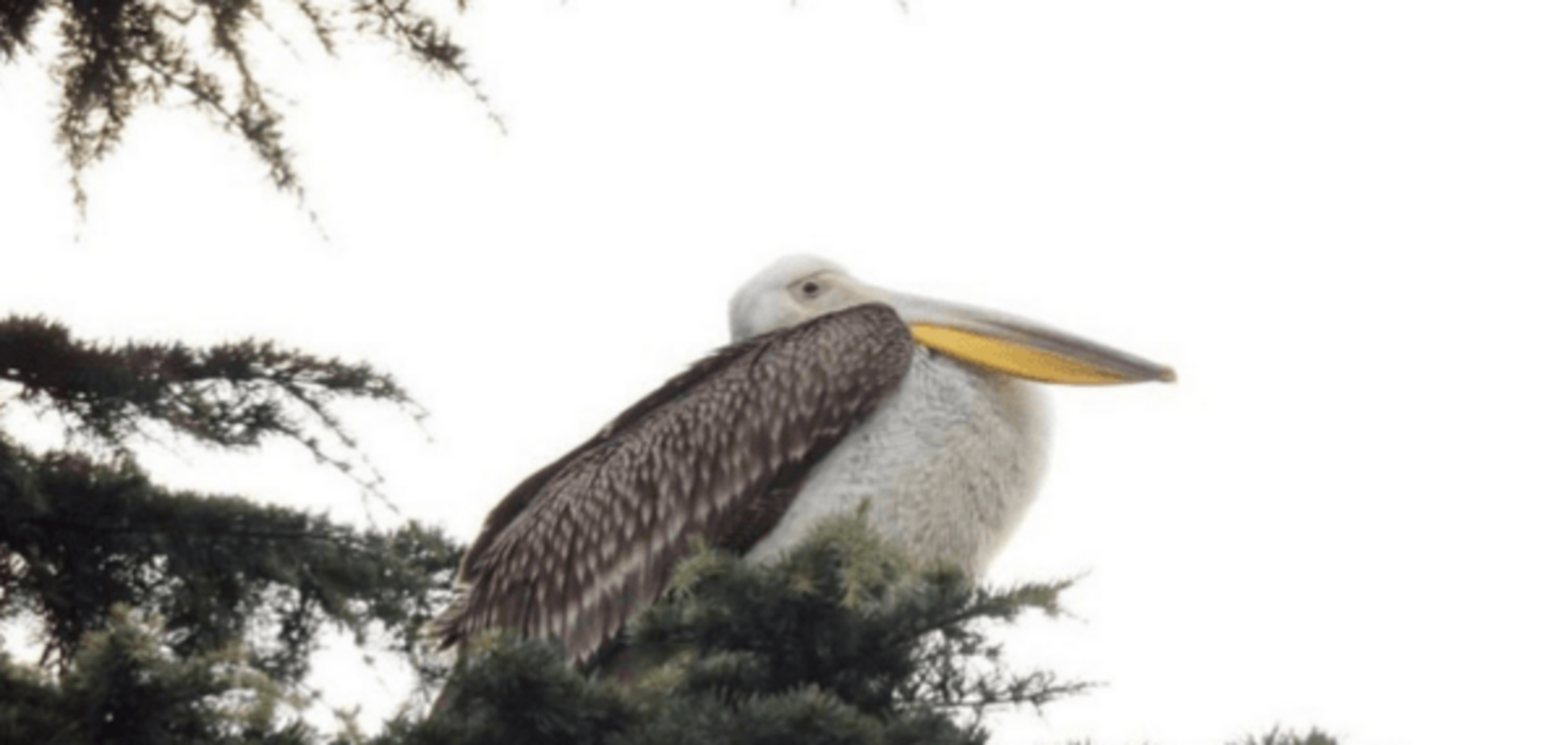 У Ялті на набережній оселився пелікан: фотофакт