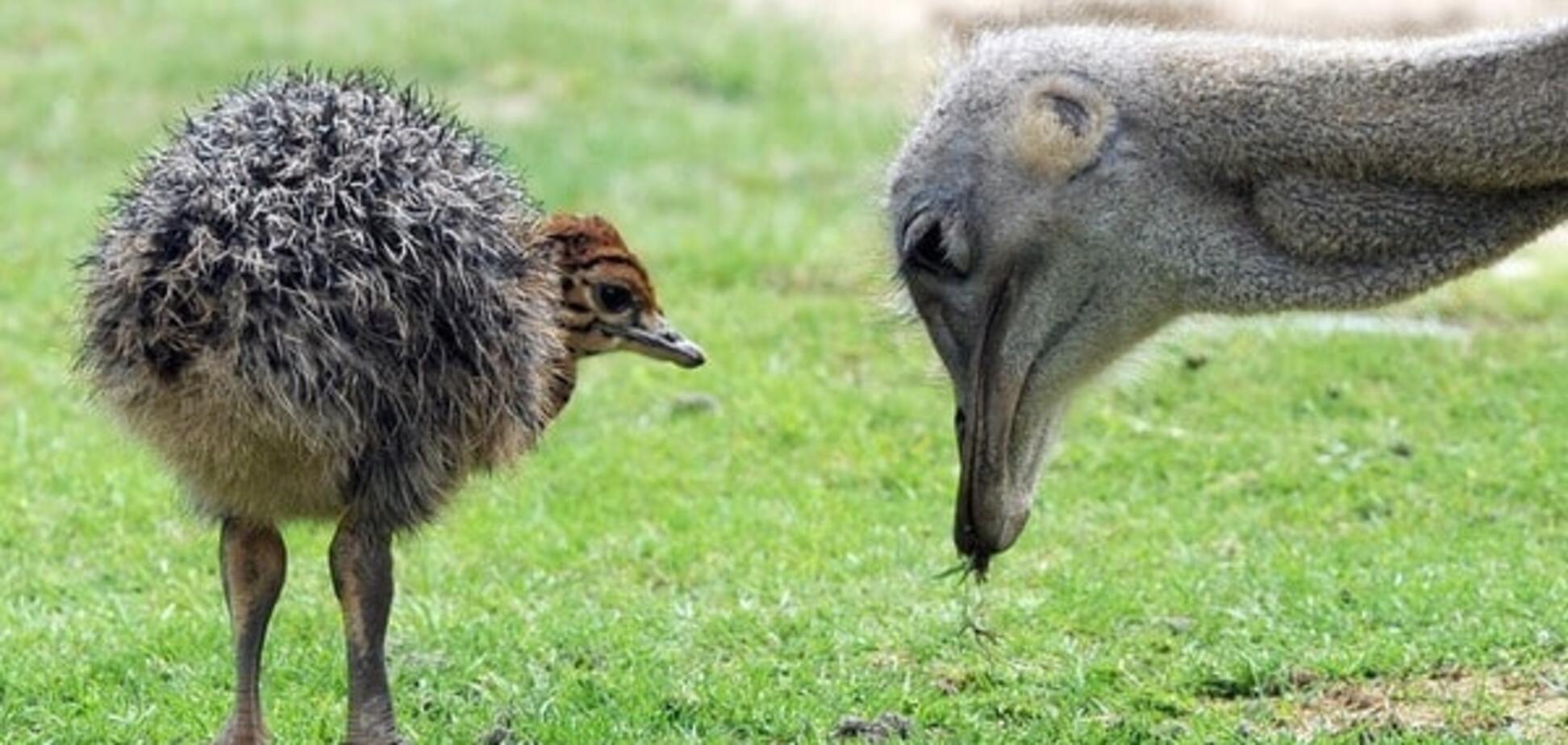 Премия Страуса: квасной патриотизм Кока-Колы, неценный мех 'Кроликов', страшная тайна 'ДНР'