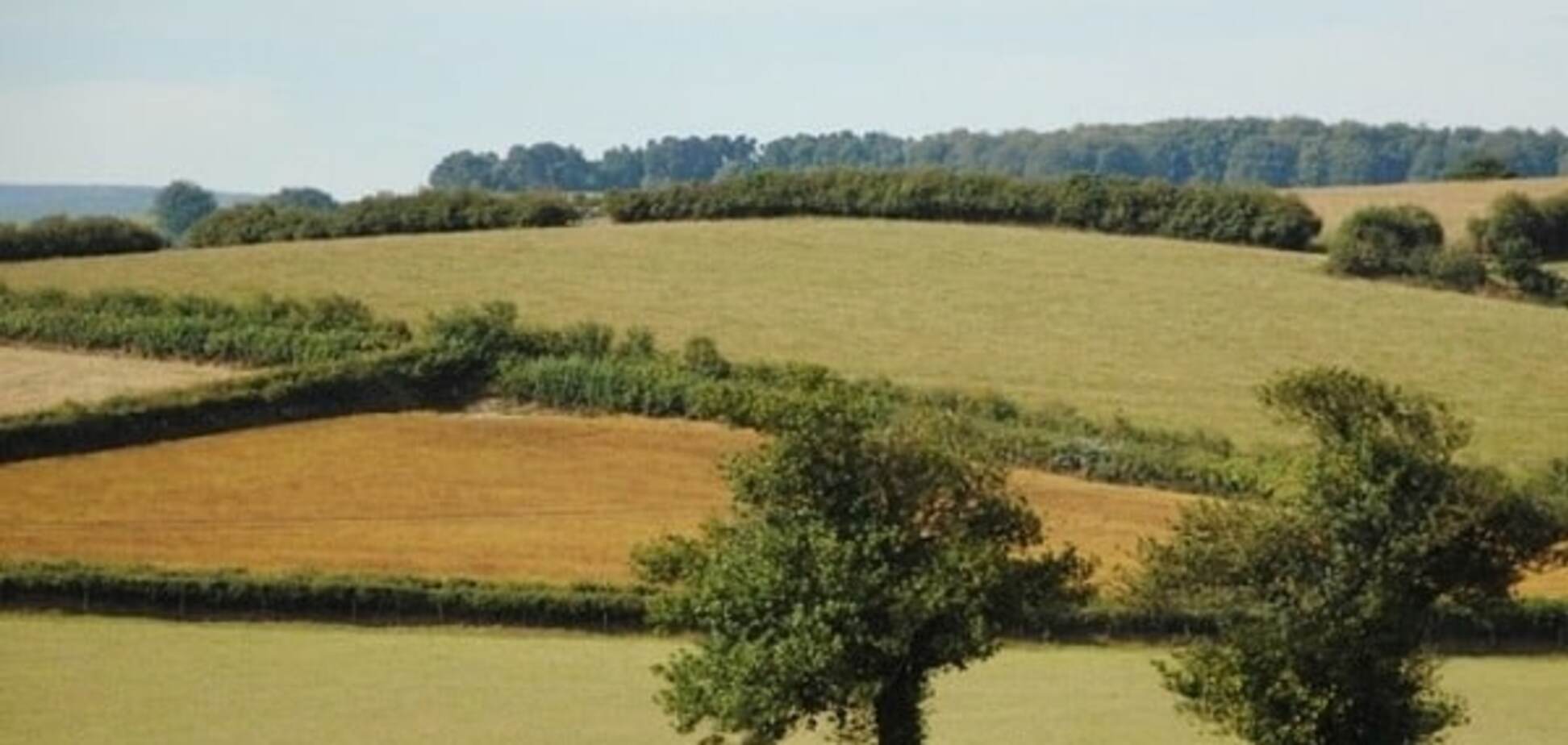 Земельная реформа: почему в Украине нет рынка сельхозземель