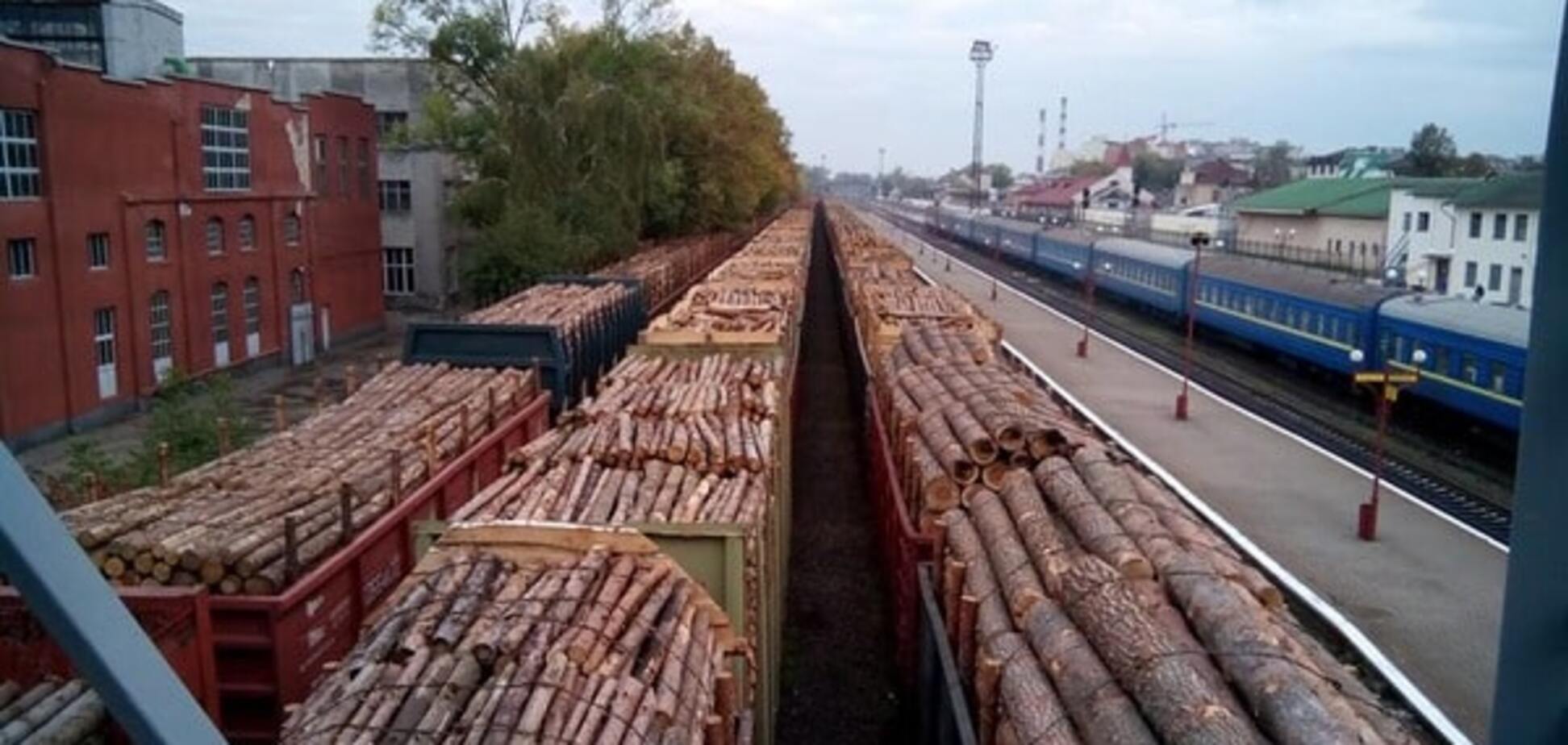 Ліс-кругляк