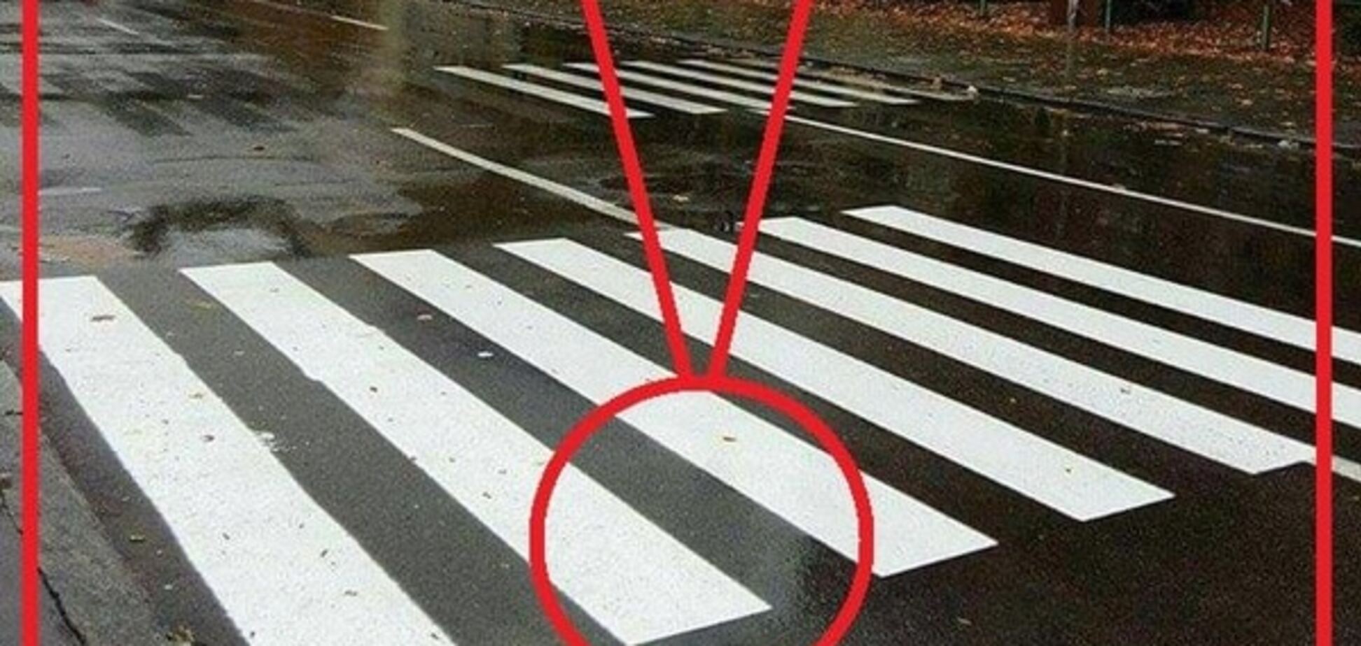 зебра на Оболони