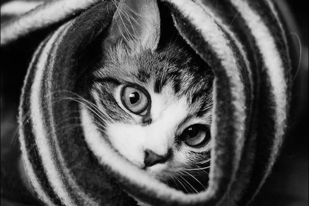 Кот в шарфе