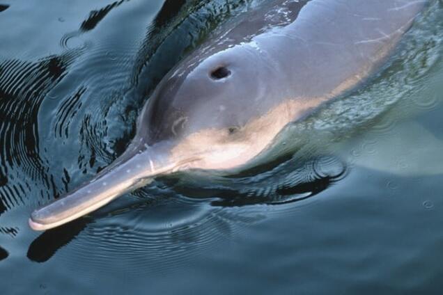 Иллюстрация: китайский речной дельфин