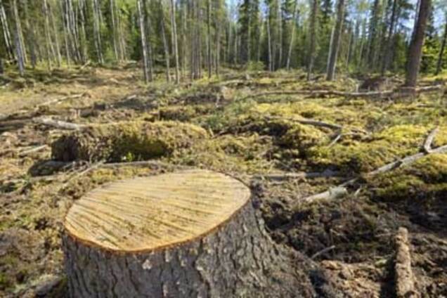Вирубування лісів в Україні