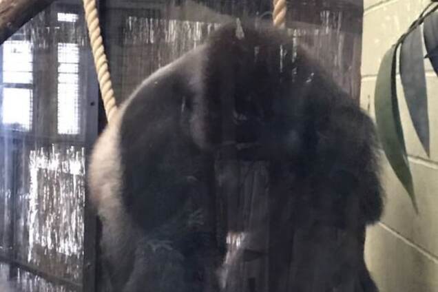 У лондонському зоопарку горила розбила скло вольєра та втекла