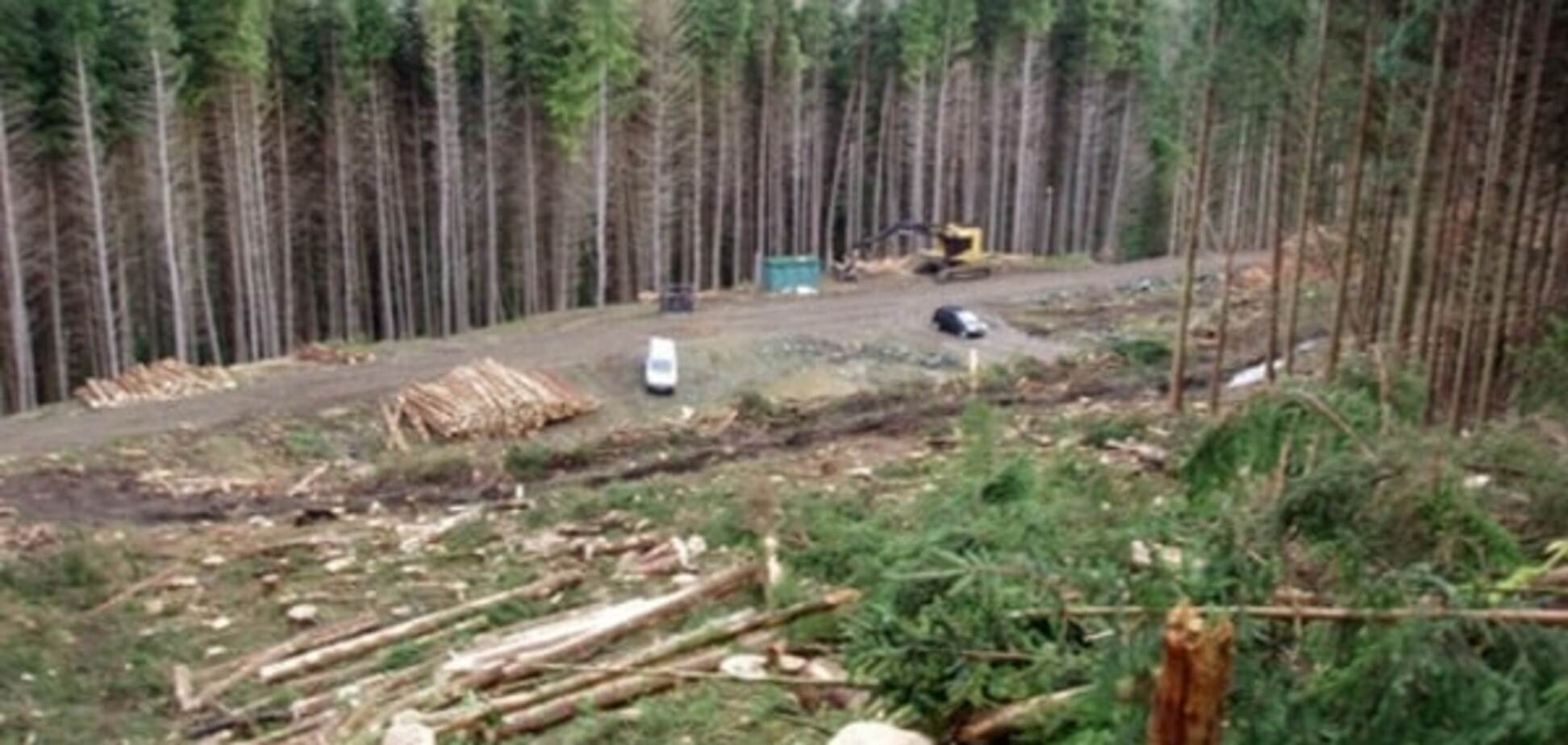 Вырубка леса