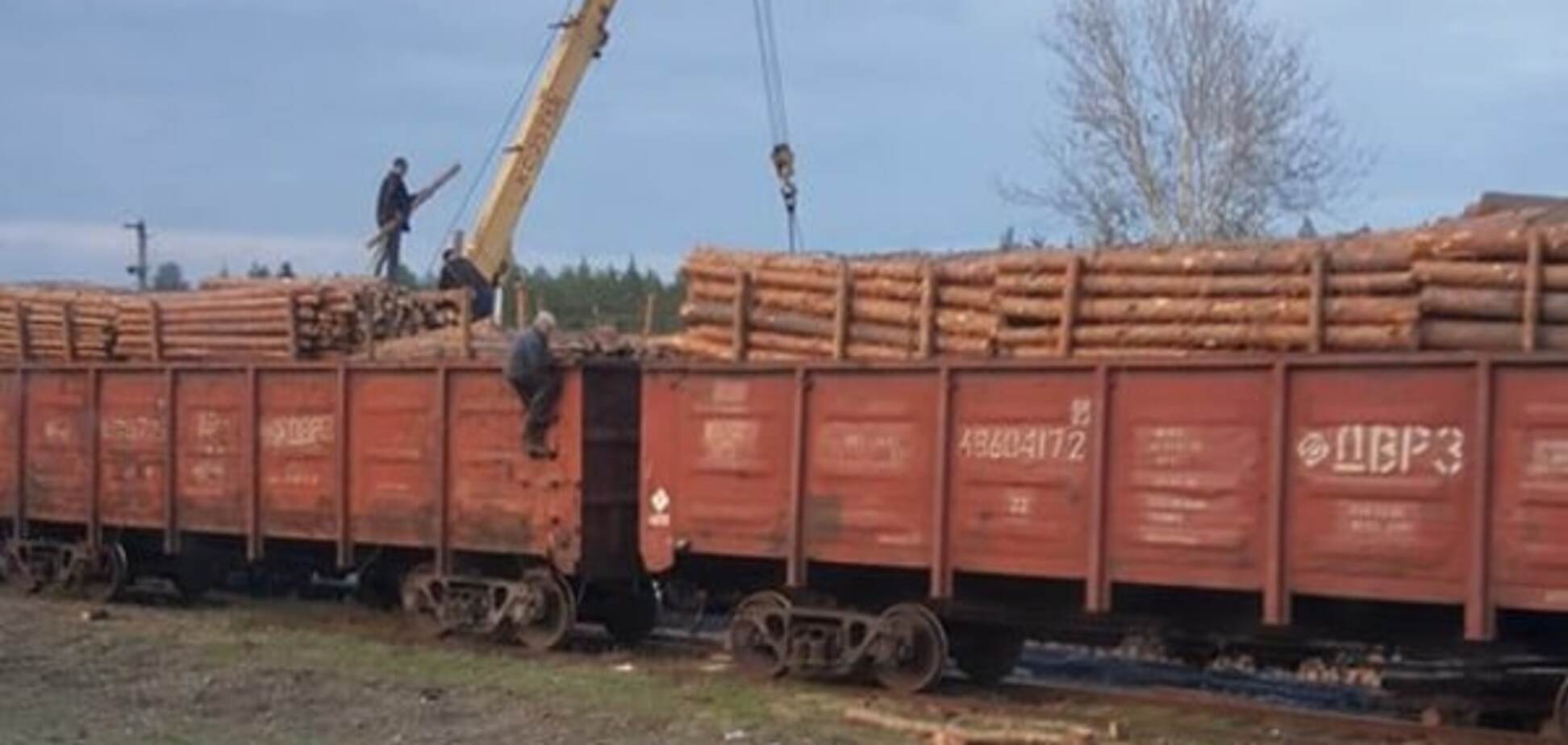 Вырубка леса в Луганской области