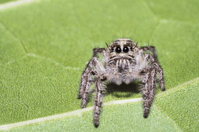 Паук-скакунчик семейства Salticidae
