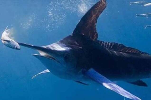 Ученые нашли останки самого древнего морского чудовища