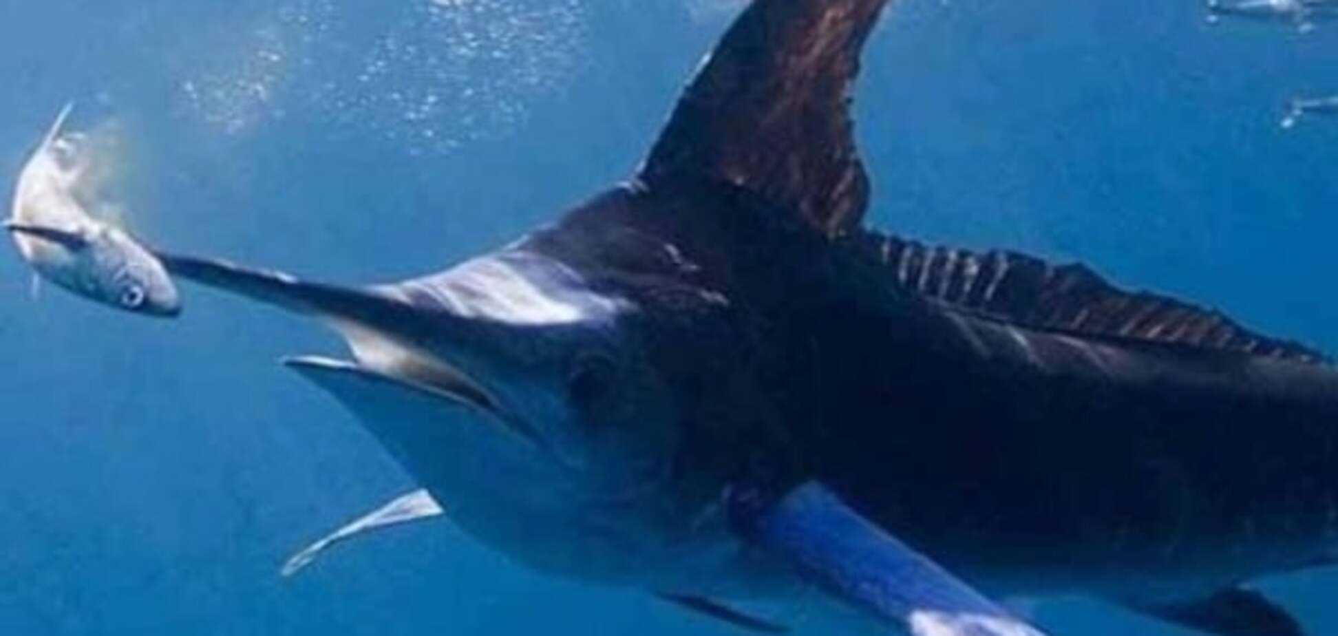 Ученые нашли останки самого древнего морского чудовища