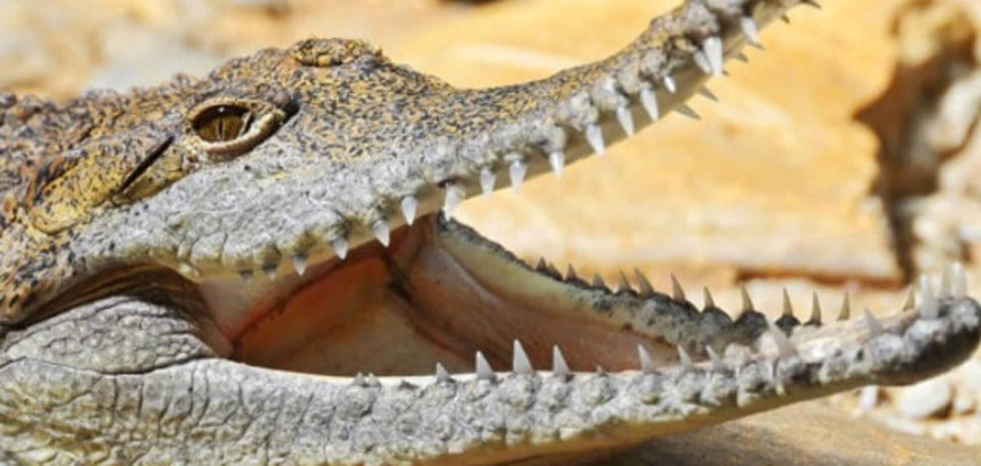 Крокодил